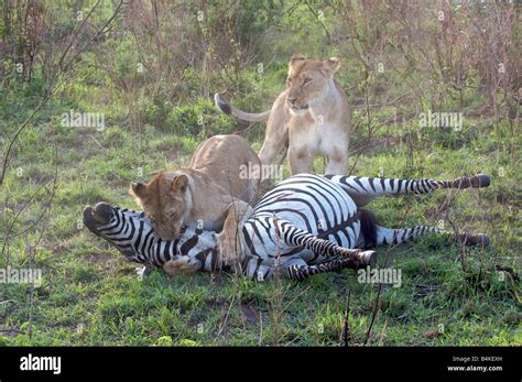 Lions Killing Zebra Masai Mara Kenya East Africa Stock Photo Alamy