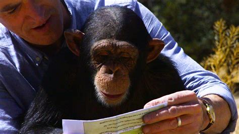 Bbc One Super Cute Animals Web Exclusive A Script Reading With A Chimp