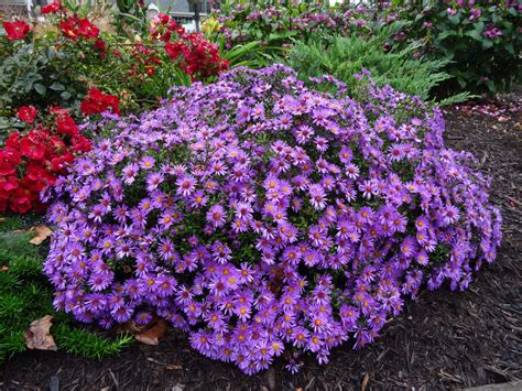 Aster Purple Dome Late Summer Fall Blooming Perennial Provides 77c