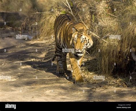 Bengal Tiger Walking At Bandhavgarh Stock Photo Alamy
