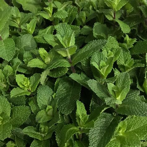 They still look as fake to me as they did years ago. Mint | Florabundance Wholesale Flowers