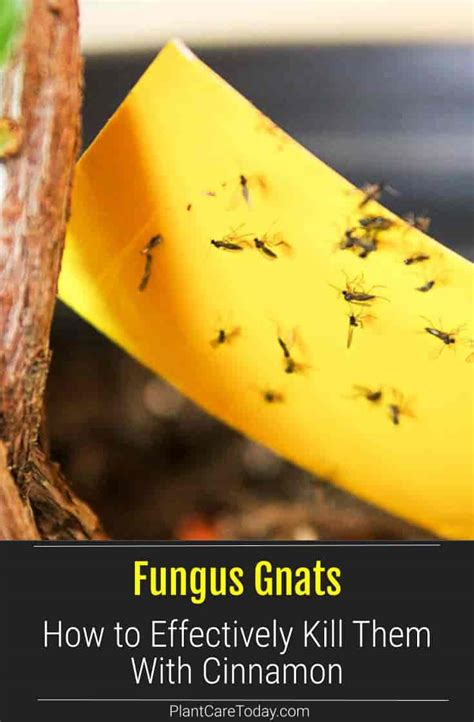 How To Get Rid Of Fungus Gnats Using Cinnamon