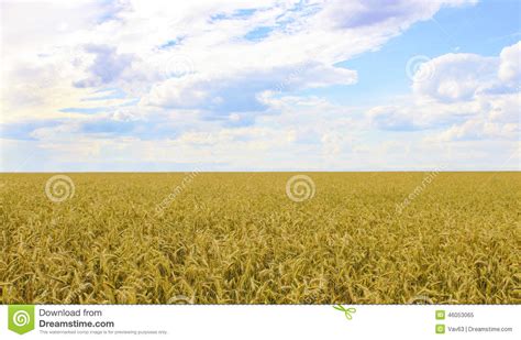 Wheatfield Stock Image Image Of Horizon Corn Paysage 46053065