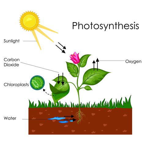 The chlorophyll and enzymes are contained within the chloroplasts. Biology: Photosynthesis: Level 1 activity for kids ...