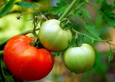 Tomato Fruit Or Vegetable Bulb Blog Gardening Tips And Tricks