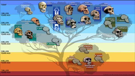 Homo Sapiens Is 9 Who Were The Eight Other Human Species 2022