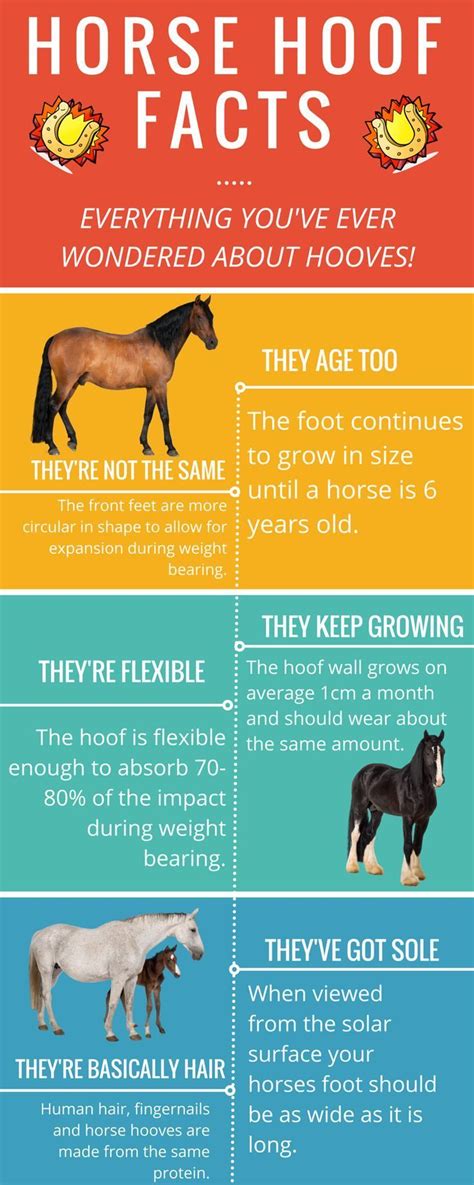 Worksheets For Facts About Horses