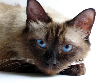 They often like nothing better than snuggling up in. Cats with Blue Eyes - List of Blue Eyed Cats