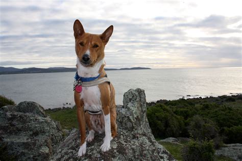 Beautiful Dog Breed Basenji Posing On A Rock Wallpapers