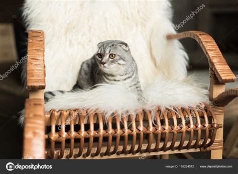 Cat On Rocking Chair — Stock Photo © Igorvetushko 159264512