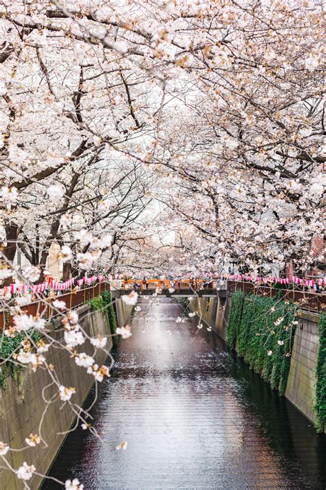 Our Cherry Blossom Experience At The Famous Meguro River In Tokyo
