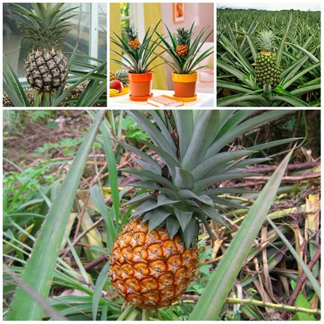 How To Grow A Pineapple F