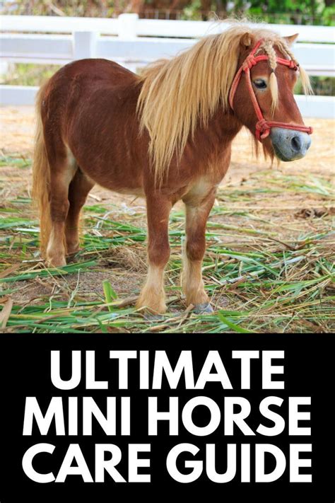 Mini Horse Barn Miniature Horse Barn Miniature Ponies Mini Horses