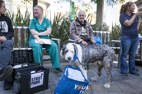The Vets Who Help Homeless Animals Positive News