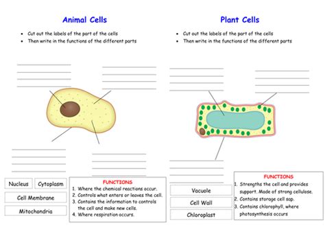 Samsung parts mississauga _ samsung parts canada _ samsung cell phone parts. Activate KS3 Science - Module B1 Cells by AWindows ...