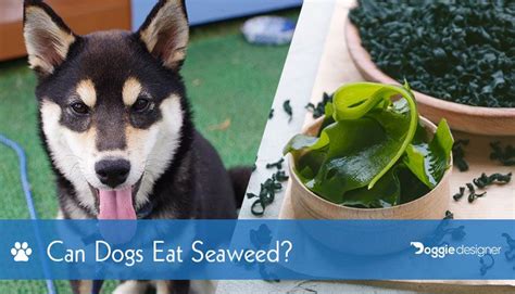 That means that you can safely feed foxes commercial tinned wet dog food, raw meat, and cooked meat. Can Dogs Eat Seaweed? Is Seaweed Safe for Dogs? | Doggie ...