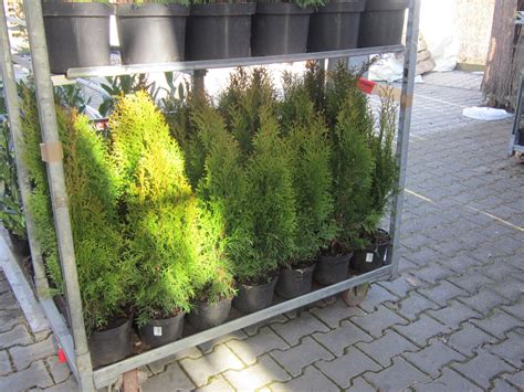 Check spelling or type a new query. Welche Hecke soll es sein? - Gartenzeitung.com