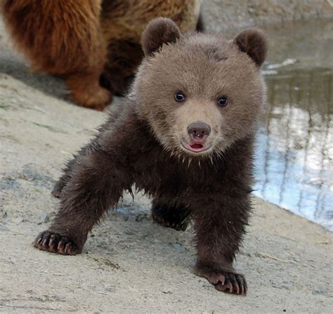 Baby Brown Bear Brown Bear Bear Cubs Bear