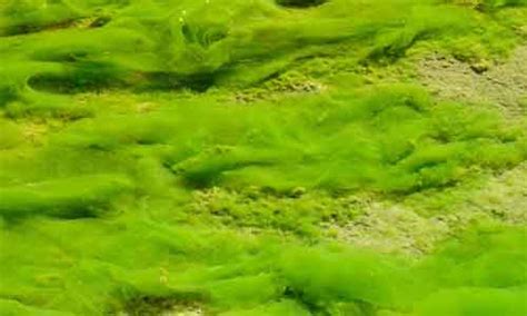Algae Characteristics Types And Its Classification