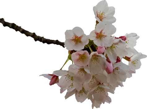 Transparent Cherry Blossom Clipart Best
