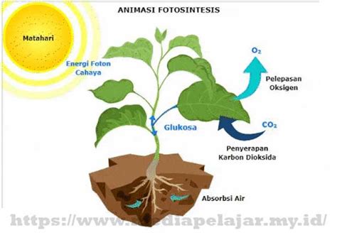 Proses Fotosintesis Pada Tumbuhan Dapat Terselenggara Apabila Tersedia