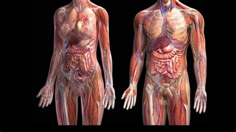 Infografia De Anatomia Del Cuerpo Humano De Color Sobre Fondo Verde Images
