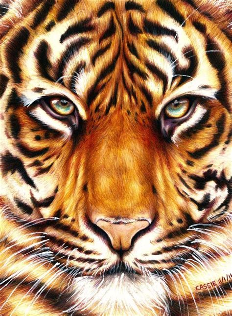 See full list on easydrawingtips.com Tiger Face Drawing Pencil at GetDrawings | Free download