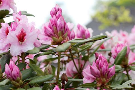 Einmal im jahr sollten alle rhododendren gedüngt werden. Rhododendronzikade: Schadbild, Infos zum Vorbeugen und ...