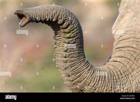 Close Up Of Elephants Trunk Stock Photo Alamy