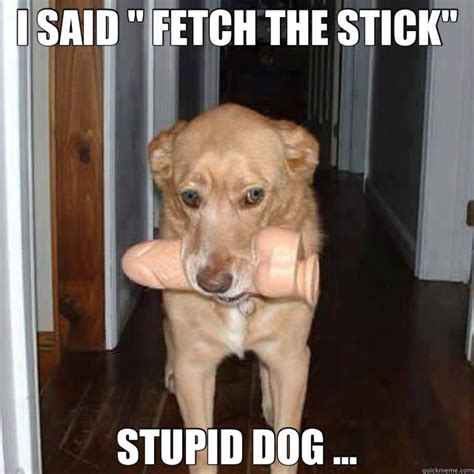 11 Funny Dumb Dog Memes Factory Memes