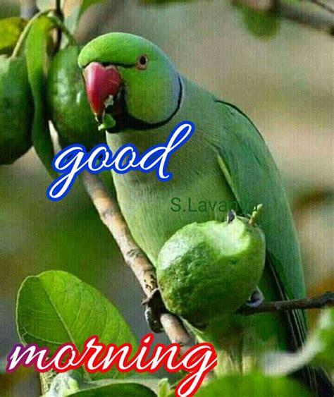 Beautiful Good Morning Parrot Good Morning Pictures