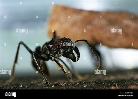Bullet Ant Paraponera Clavata Costa Rica Stock Photo Alamy