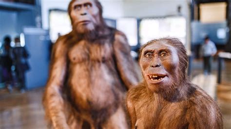 Los últimos ‘homo Erectus Vivieron En Indonesia Hace 117000 Años