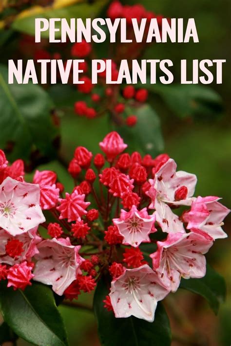 Perennial Flowers Native To Pennsylvania Best Flower Site