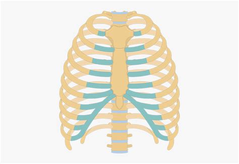 Clip Art Picture Of Human Ribs Unlabeled Rib Cage Diagram Free