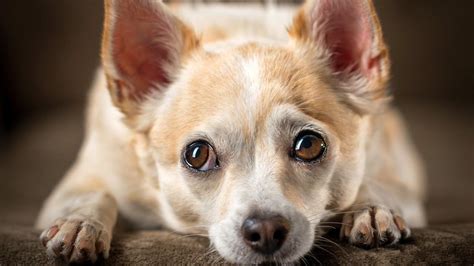 Sad Puppy Eyes Evolved So Dogs Could Communicate Better With Humans