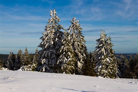 1920x1200 Wallpaper Snow Covered Pine Trees Peakpx