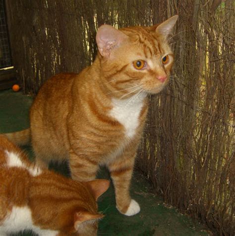 linford 18 month old male ginger and white domestic short haired cat cats for adoption