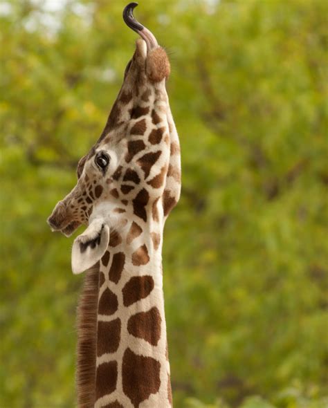 Fotoğraf Doğa Hayvan Sevimli Vahşi Hayat Hayvanat Bahçesi Afrika