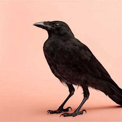 Crows Ipad
