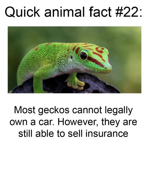 Quick Animal Fact 22 Memes