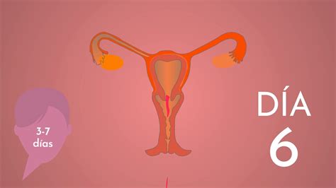 Explicaci N Del Ciclo Menstrual Femenino Youtube