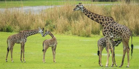 Baby Giraffe Born At Disneys Animal Kingdom Reintroduced To Parks