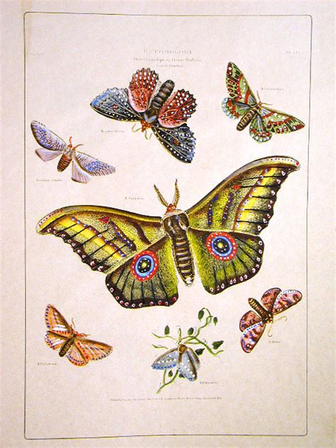 Butterflies Art Prints Of Florence Antique Maps Ancient Print