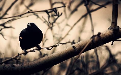 Crow Wallpapers Hd Wallpaper Cave