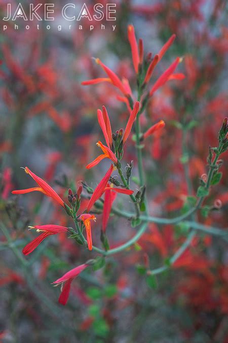 Usually insect pollinated and mostly not a source of hay fever. Arizona Wildflowers Guide - Sonoran Desert
