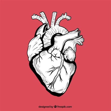 Hand Drawn Human Heart Vector Free Download