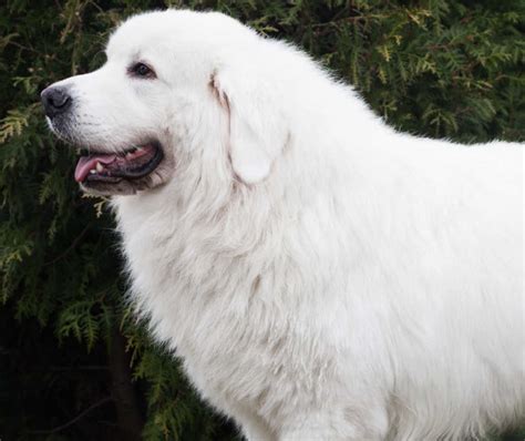 26 Big And Fluffy White Dog Breeds Medium Large And X Large