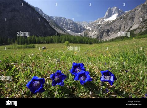 Mountain Meadow Flowers Gentian Gentiana Clusii Alps Alpine Flowers