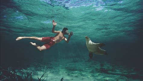 Sea Lion Swim Kangaroo Island Australia Elite Traveler